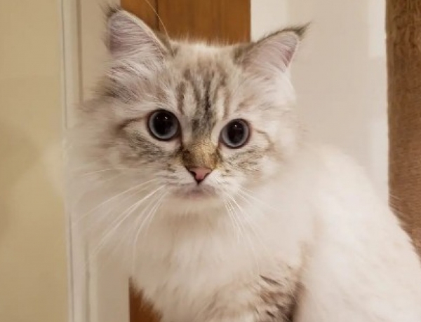 ガガちゃん🐱|ANIMAL Cafe and Bar mofutto(モフット)