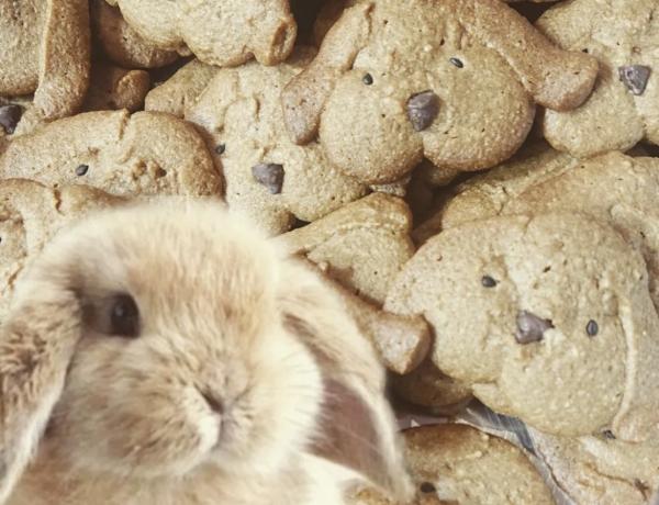  「うさぎのクッキー　珈琲」｜カザミウサギ