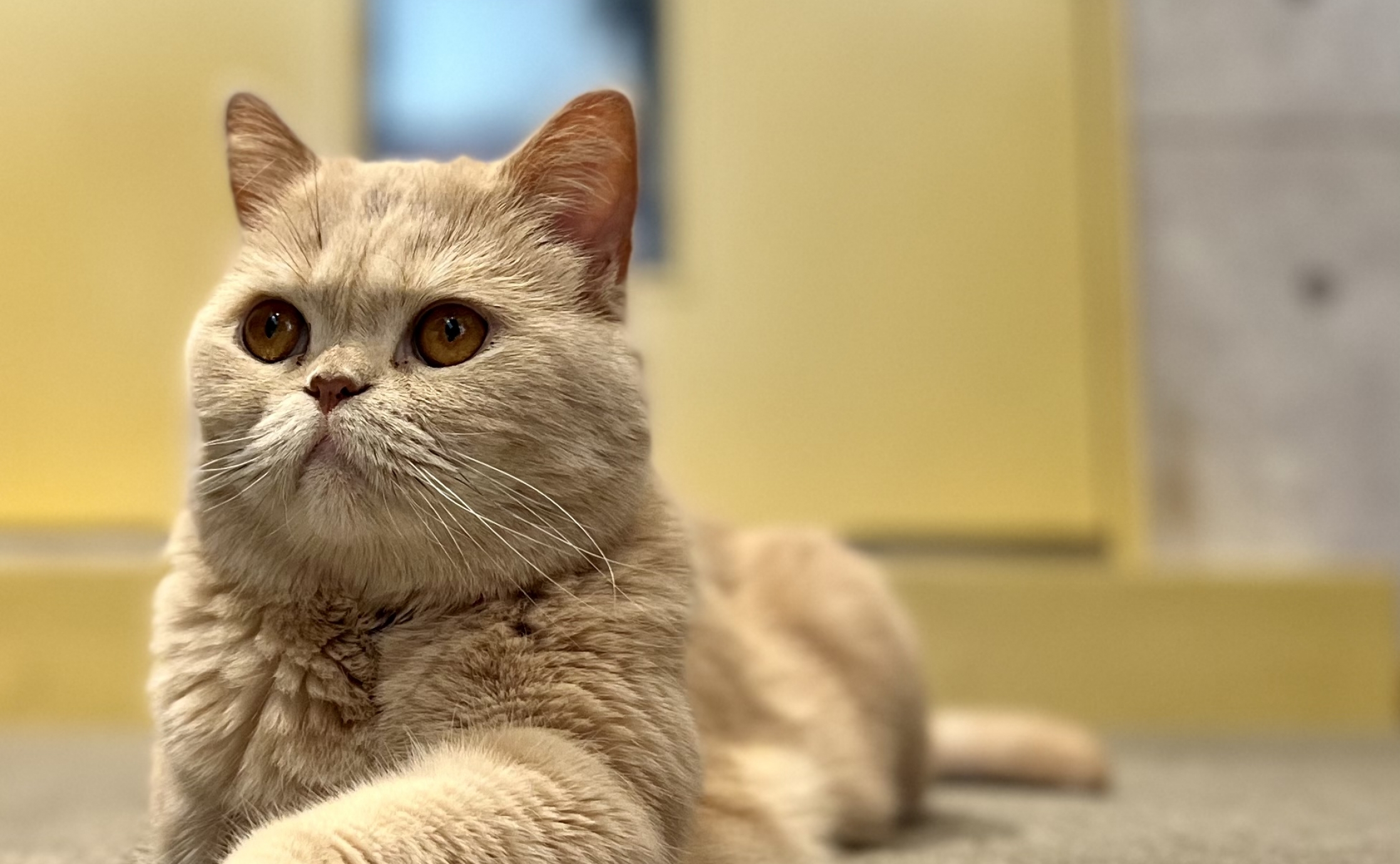 エキゾチックがたくさんいる猫カフェ