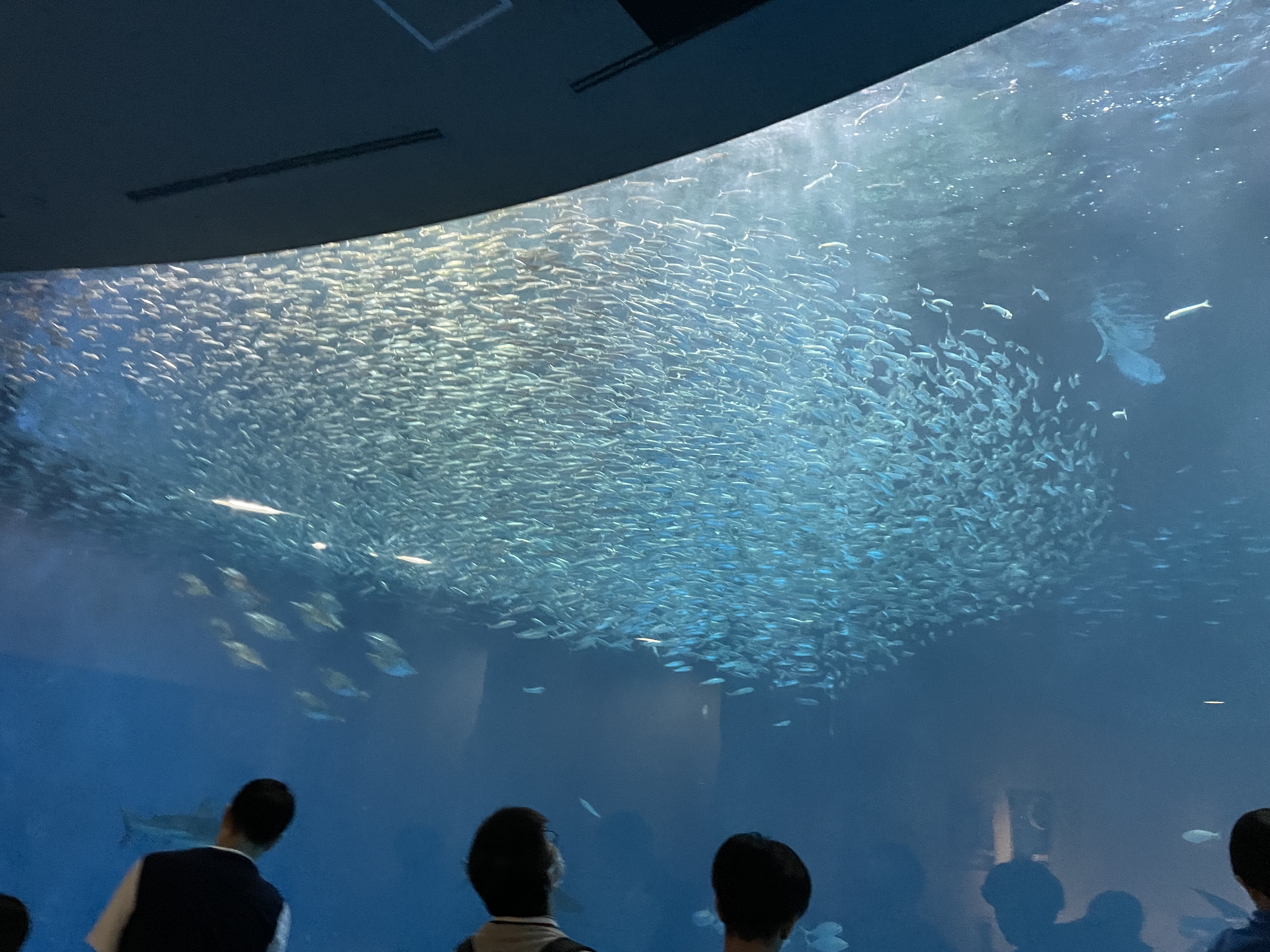 名古屋港水族館　イルカのショーとペンギンよちよち歩き