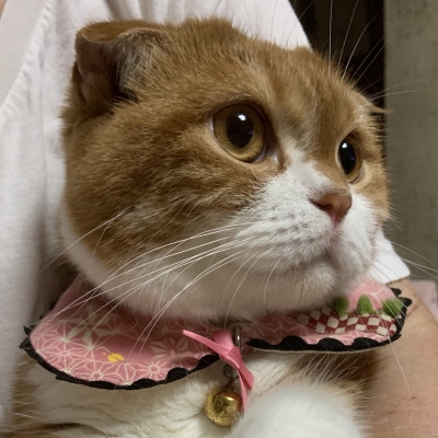 きなこ
